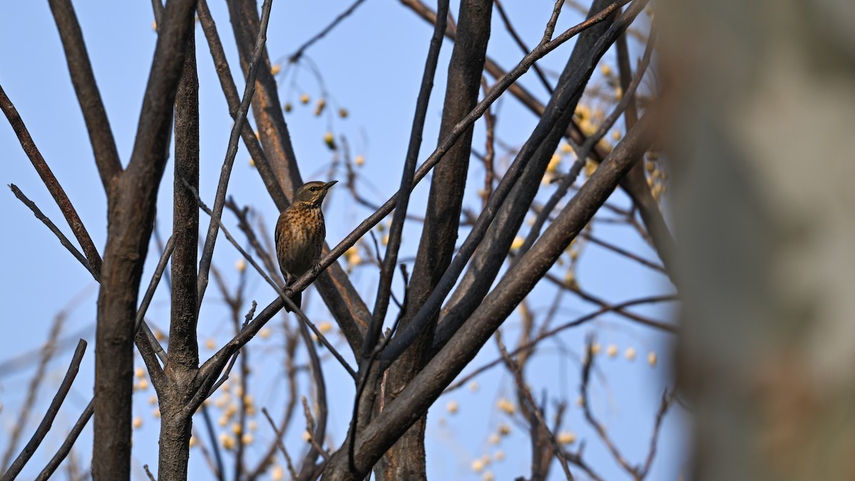 Naumann's Thrush - ML647680282