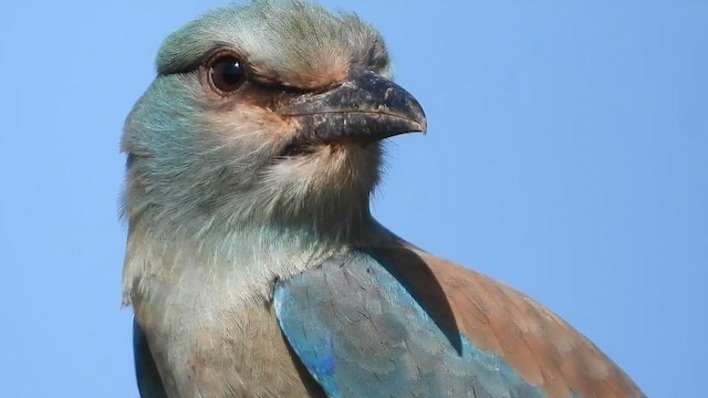 כחל מצוי - ML647680284