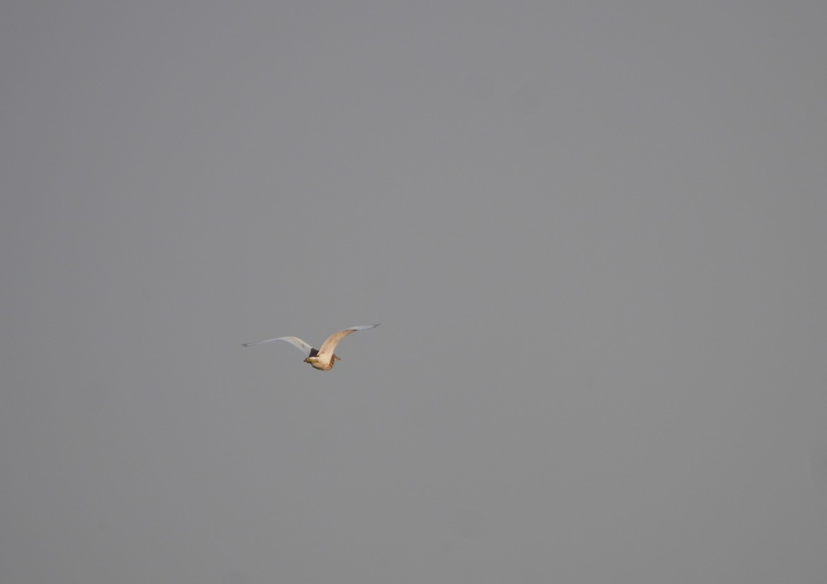 Indian Pond-Heron - ML647680285