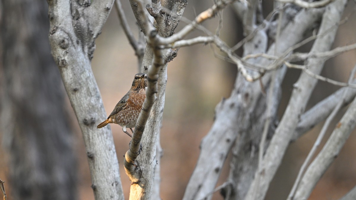 Naumann's Thrush - ML647680302