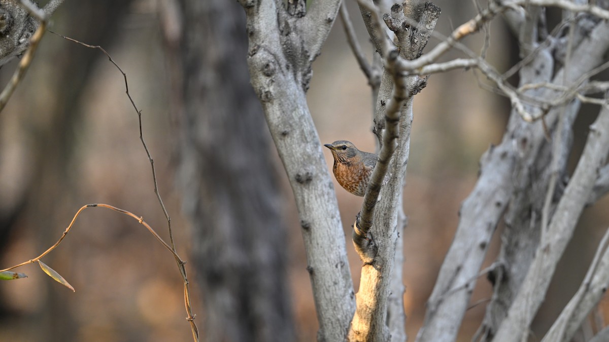 Naumann's Thrush - ML647680303