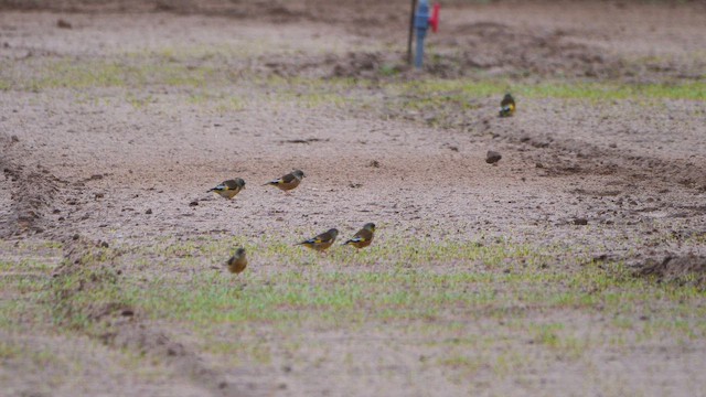 Oriental Greenfinch - ML647680306