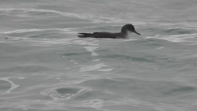 יסעור מצוי - ML647680327