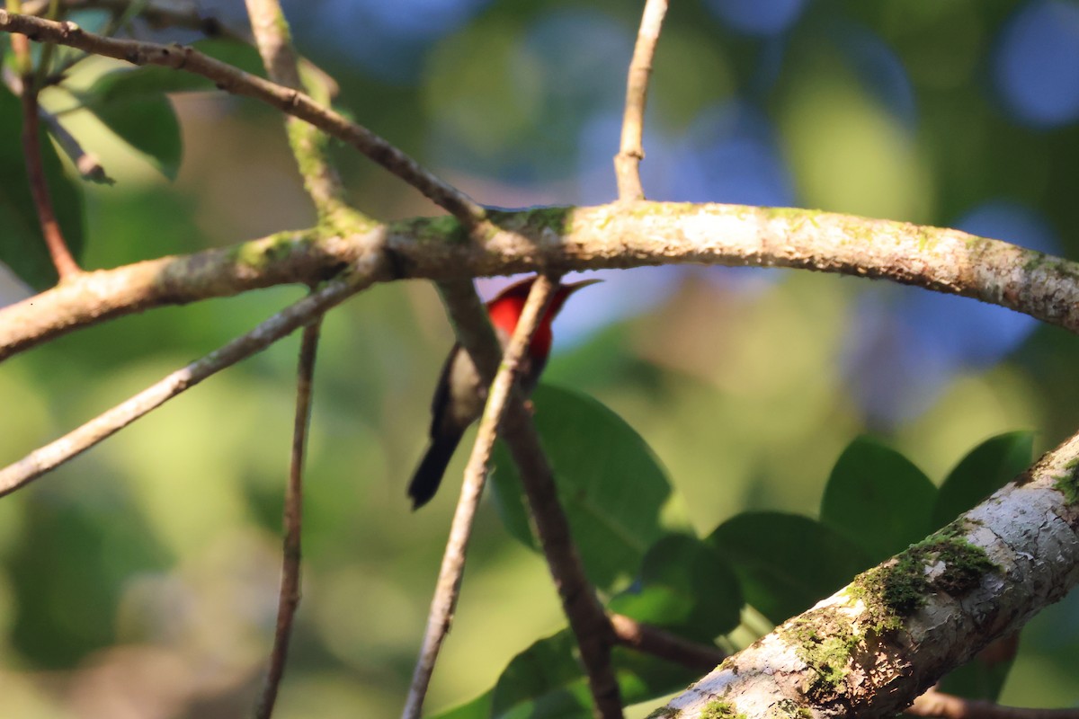 Crimson Sunbird - ML647680358
