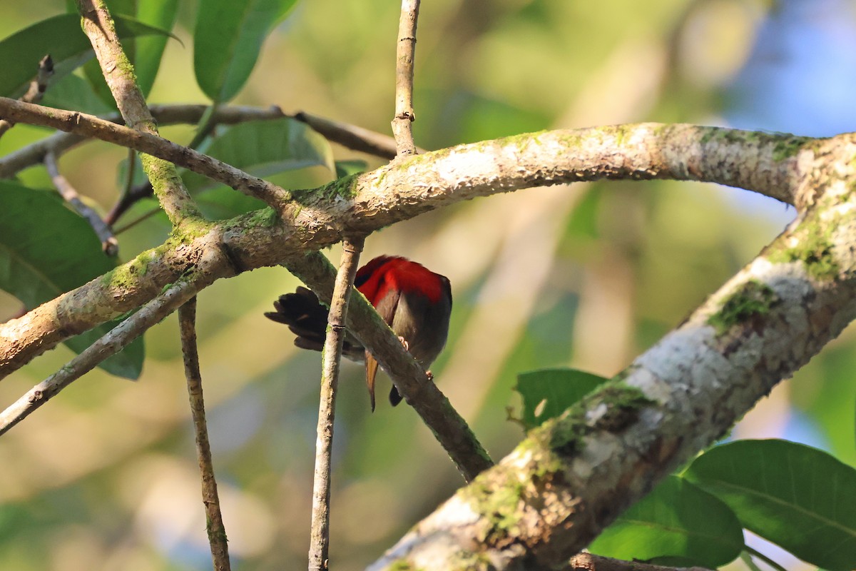 Crimson Sunbird - ML647680359