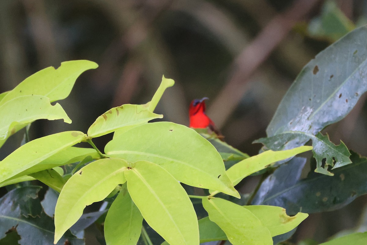Crimson Sunbird - ML647680360