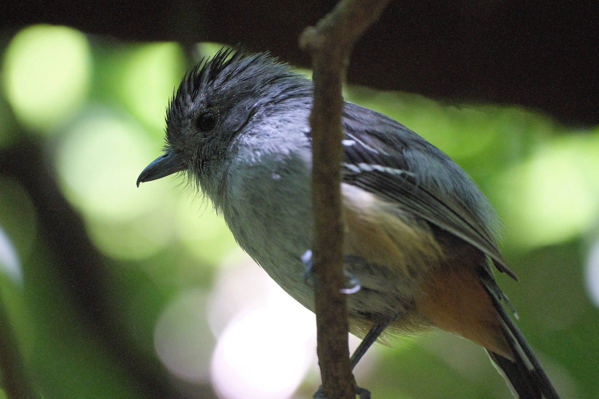 Variable Antshrike - ML647680366