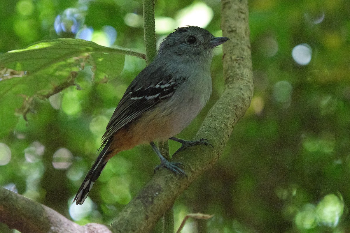 Variable Antshrike - ML647680367
