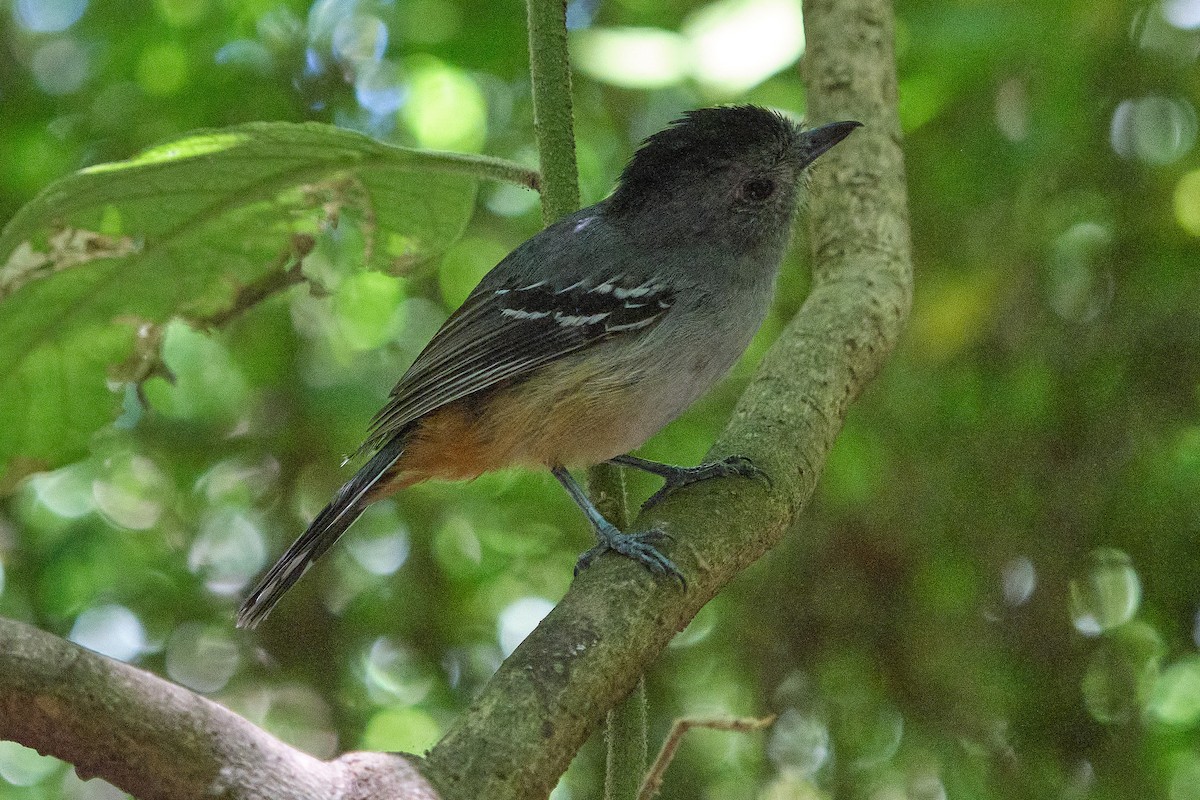 Variable Antshrike - ML647680368