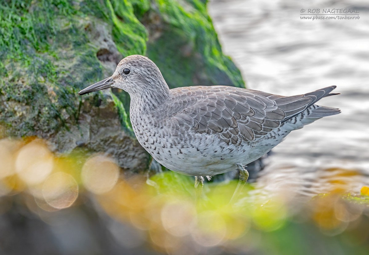 Bécasseau maubèche - ML647680371