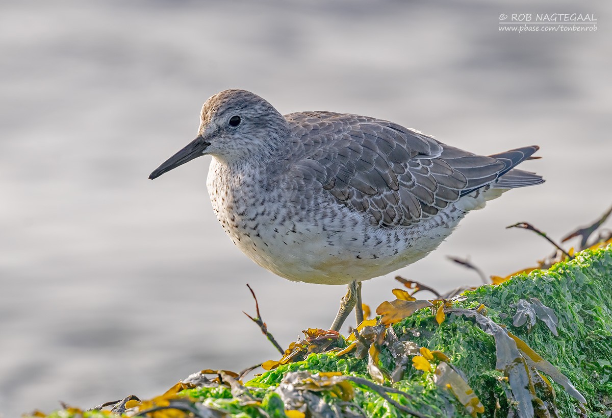 Bécasseau maubèche - ML647680372