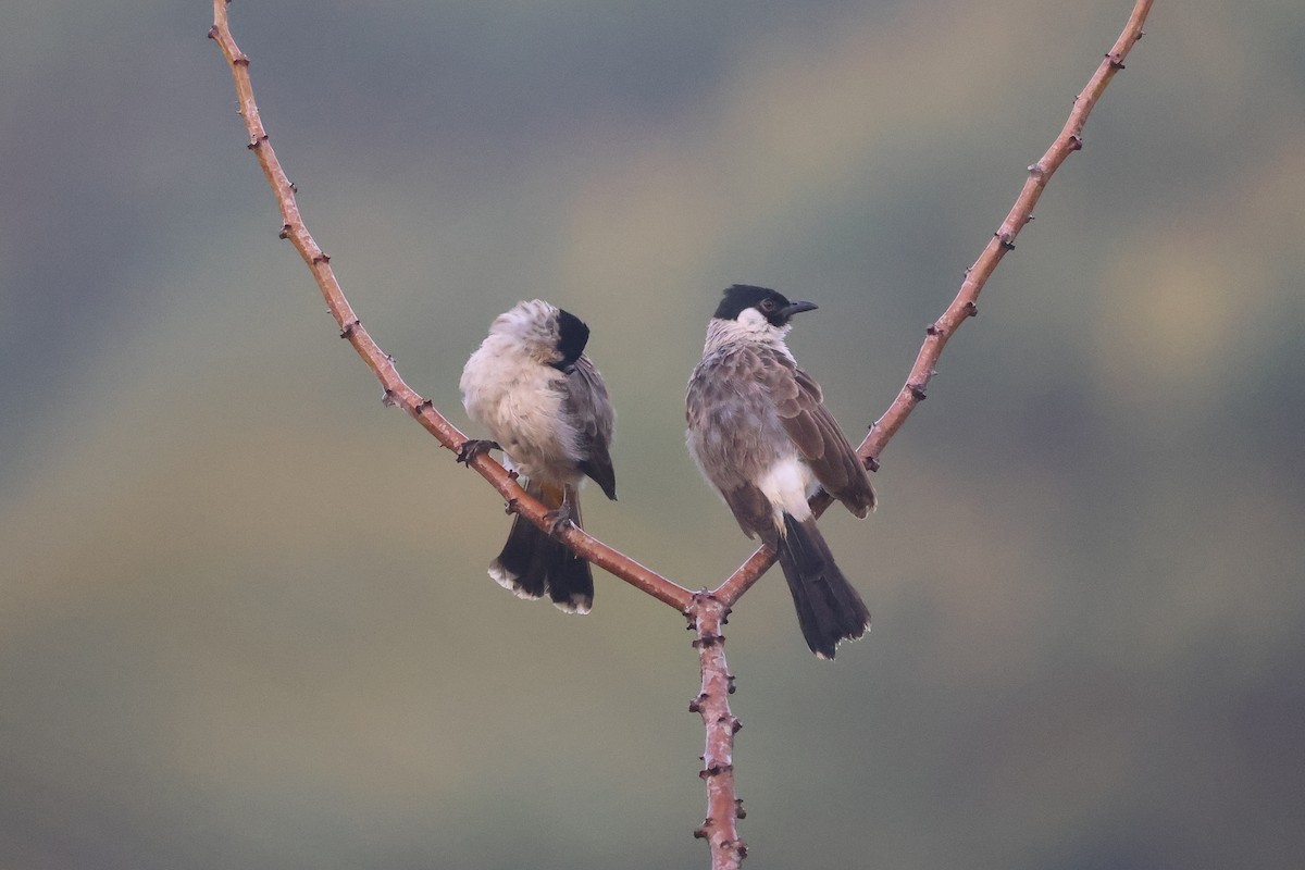 Sooty-headed Bulbul - ML647680375