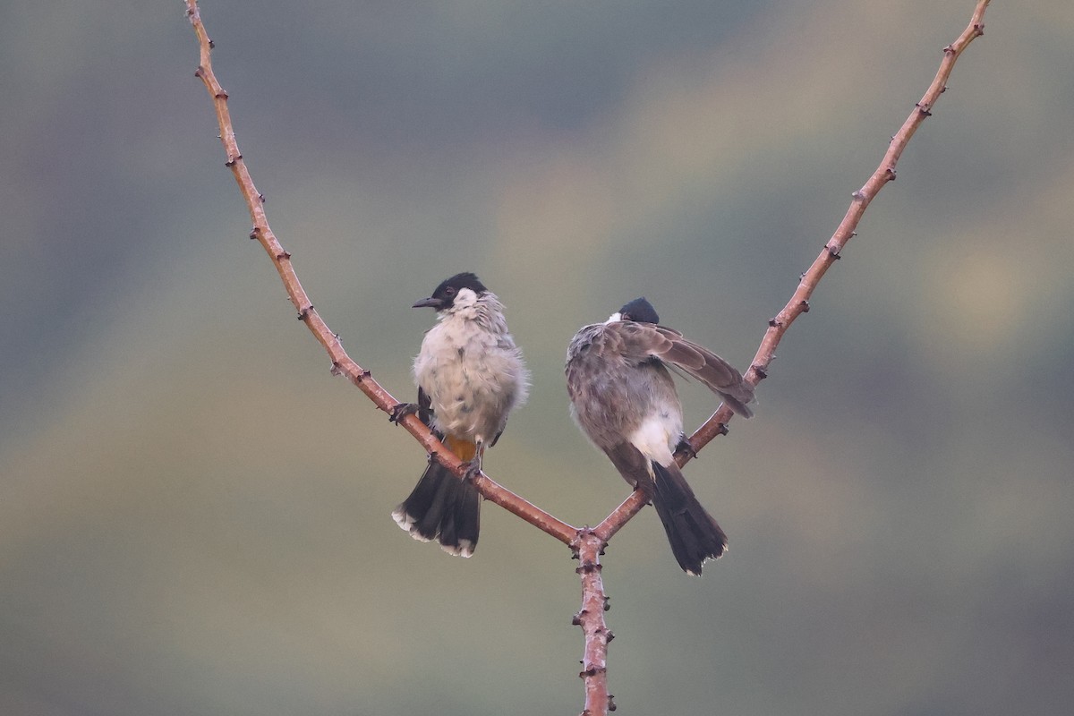 Sooty-headed Bulbul - ML647680376