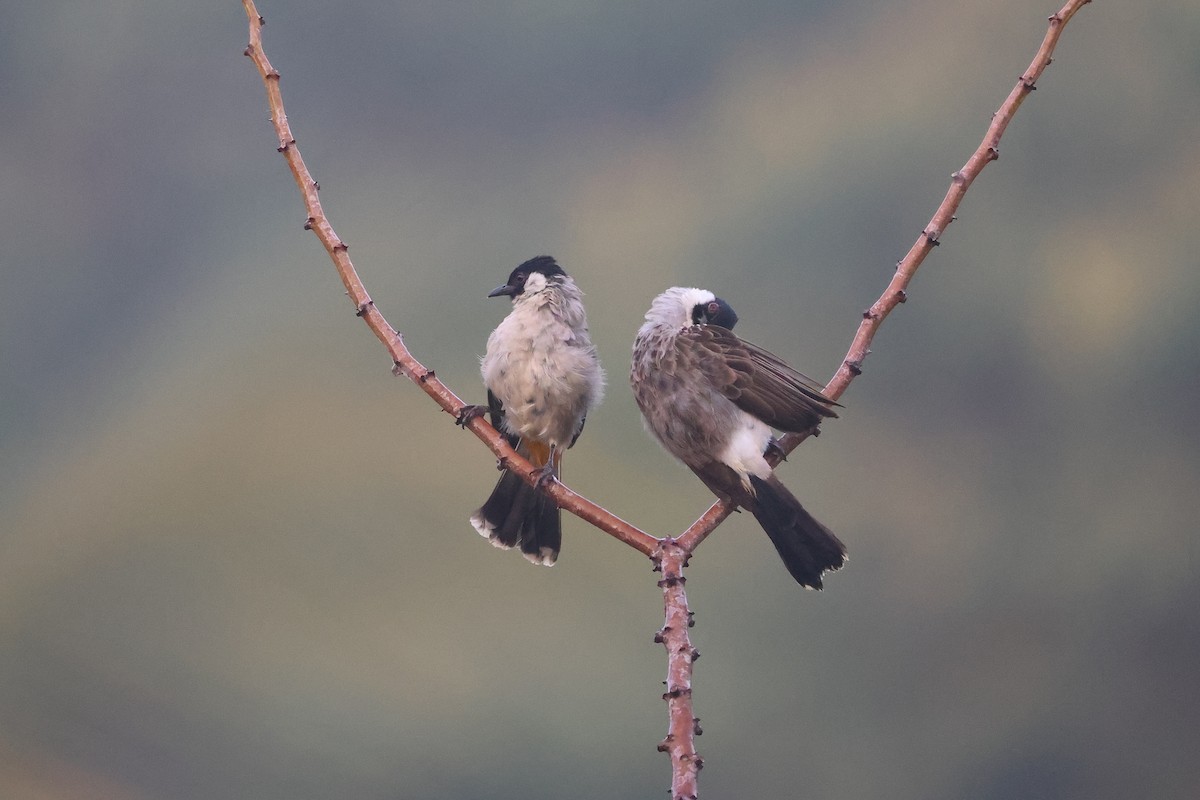 Sooty-headed Bulbul - ML647680377