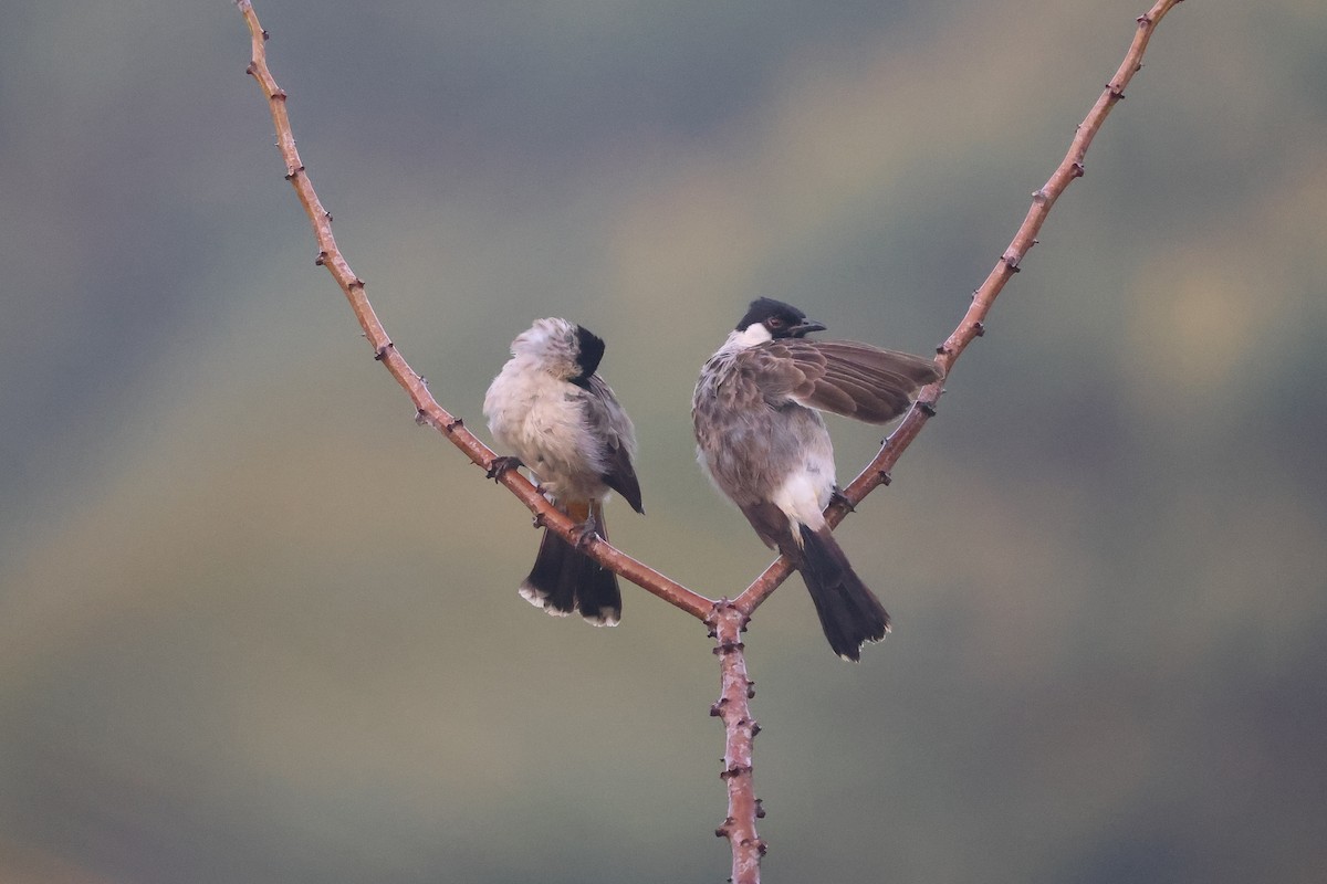 Sooty-headed Bulbul - ML647680378