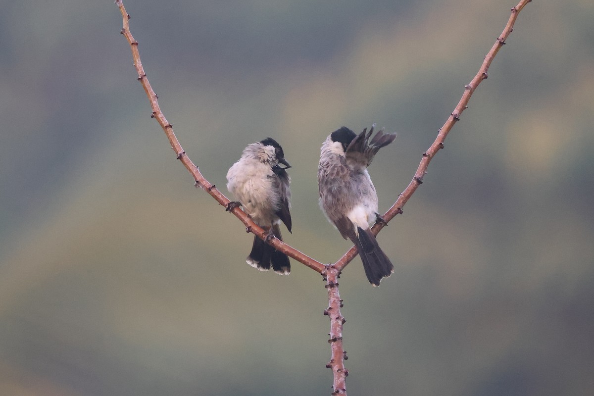 Sooty-headed Bulbul - ML647680380