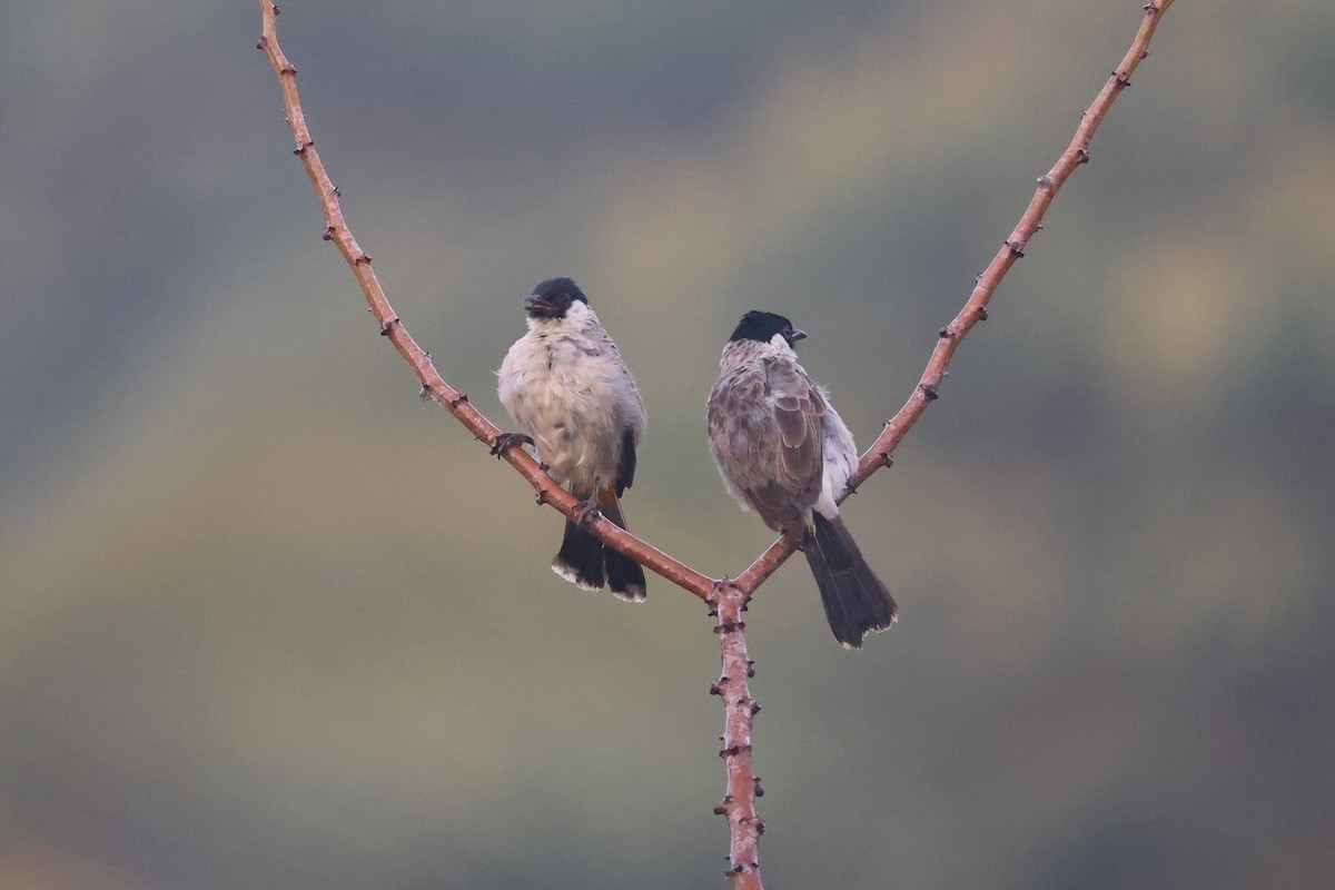 Sooty-headed Bulbul - ML647680381