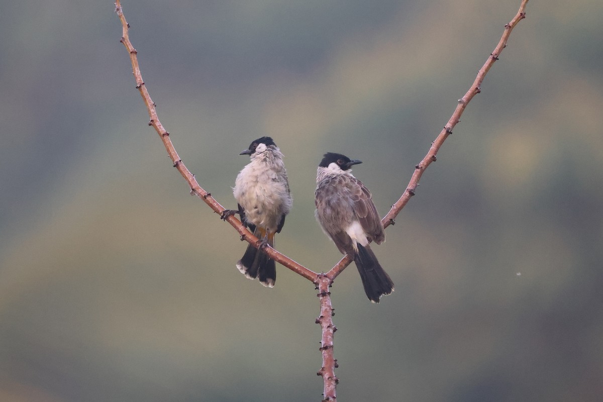 Sooty-headed Bulbul - ML647680382