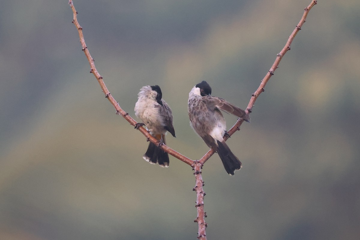 Sooty-headed Bulbul - ML647680383