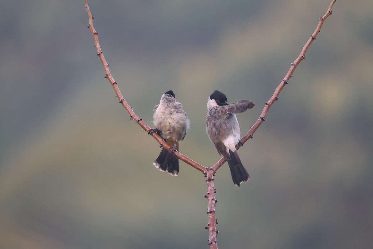 Sooty-headed Bulbul - ML647680384