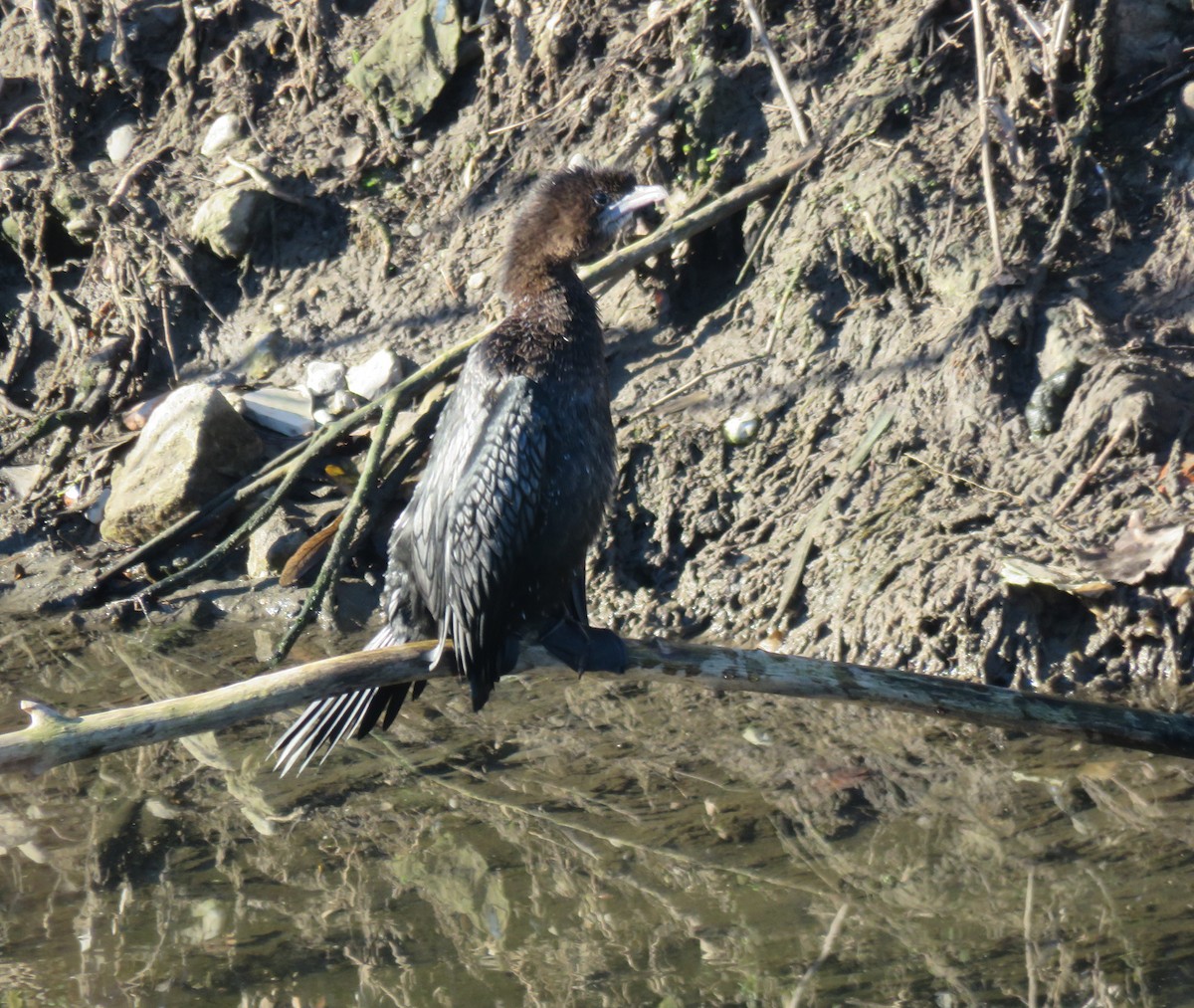 Баклан малий - ML647680387