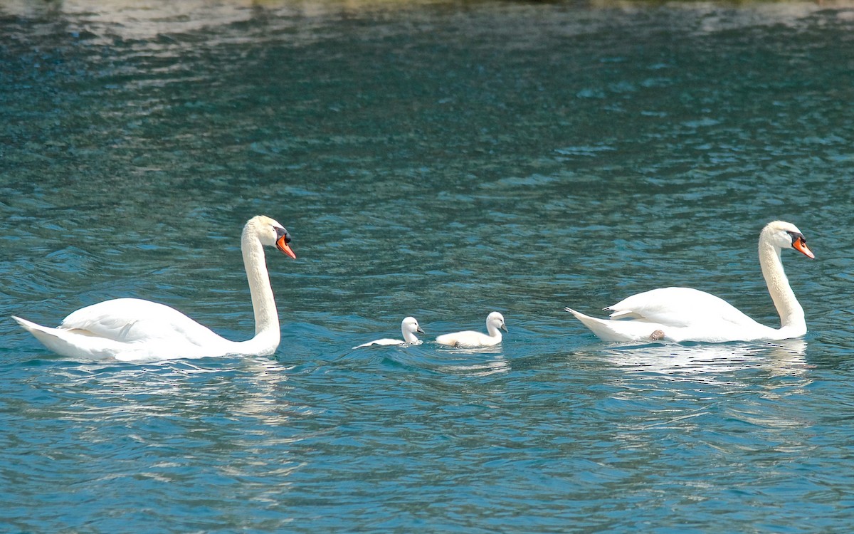 Лебідь-шипун - ML647680391