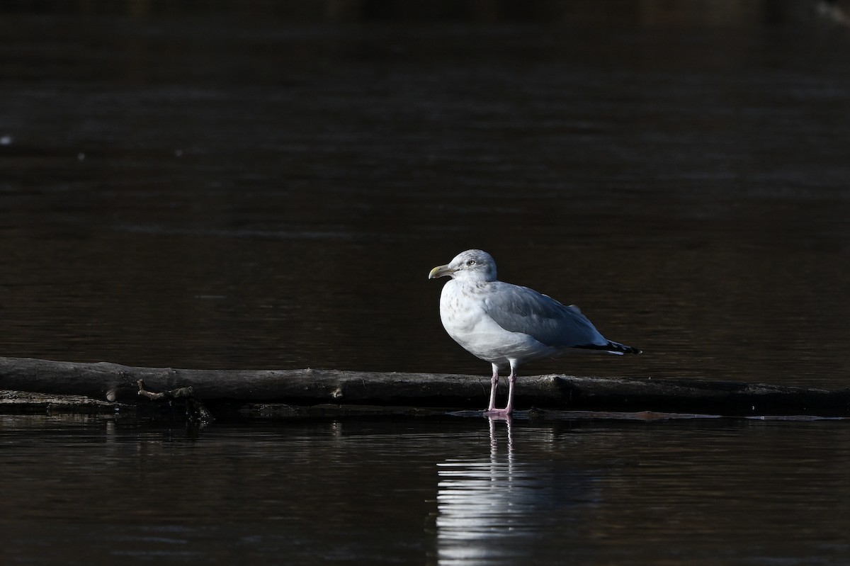 racek americký - ML647680408