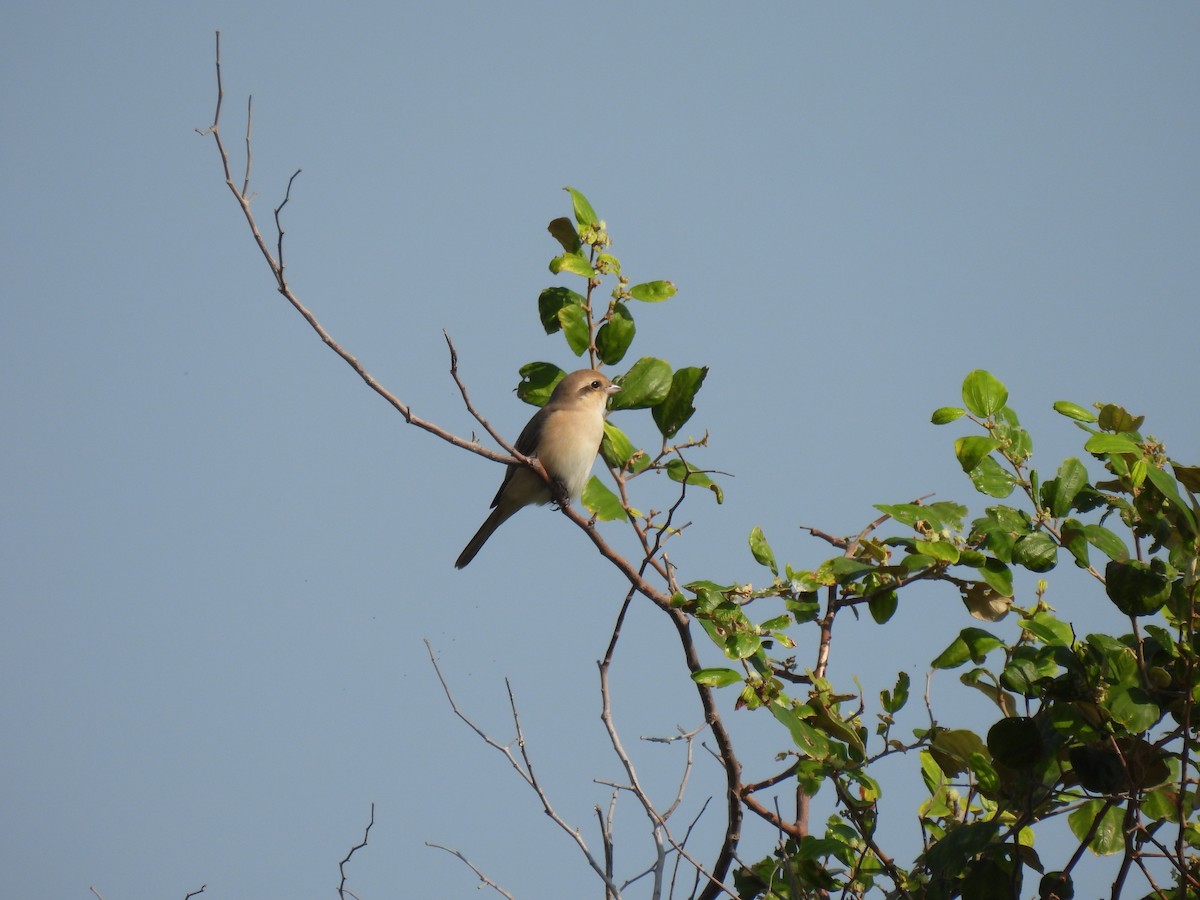 isabellavarsler - ML647680415