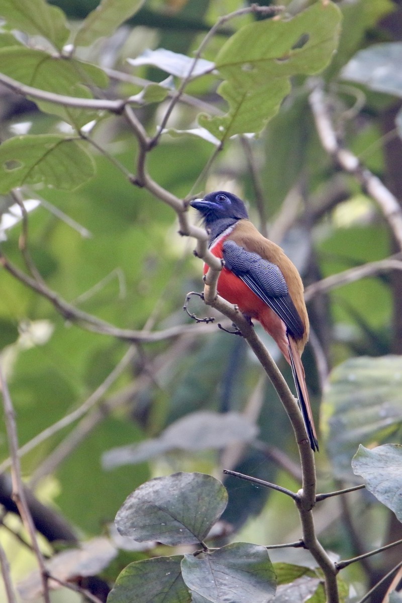 Malabar Trogon - ML647680427