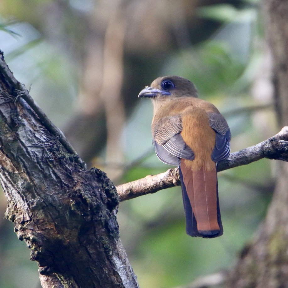 Malabar Trogon - ML647680429