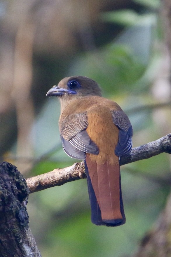 Malabar Trogon - ML647680430