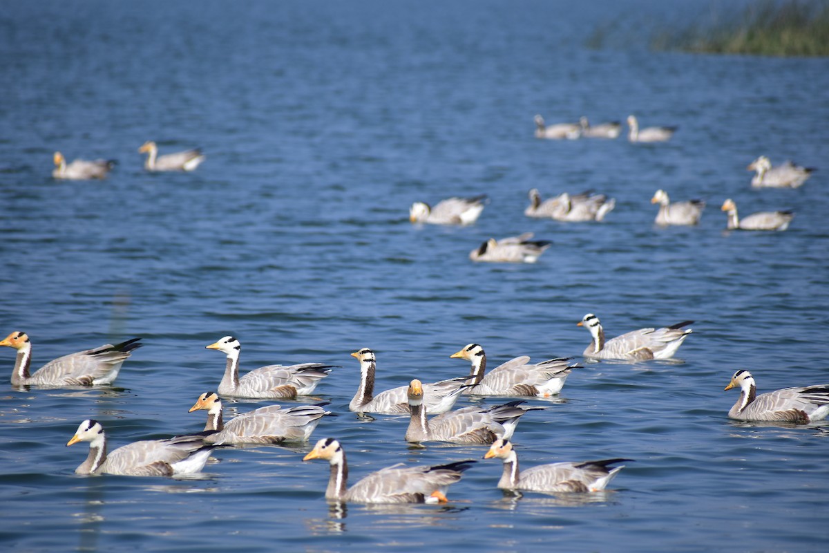 Oie à tête barrée - ML647680443