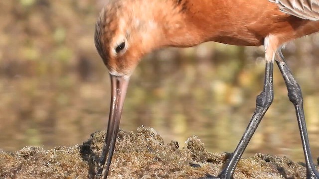לימוזה חומת-בטן - ML647680446