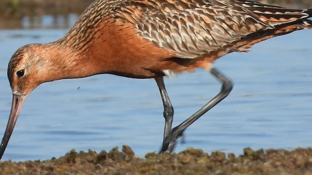 לימוזה חומת-בטן - ML647680448