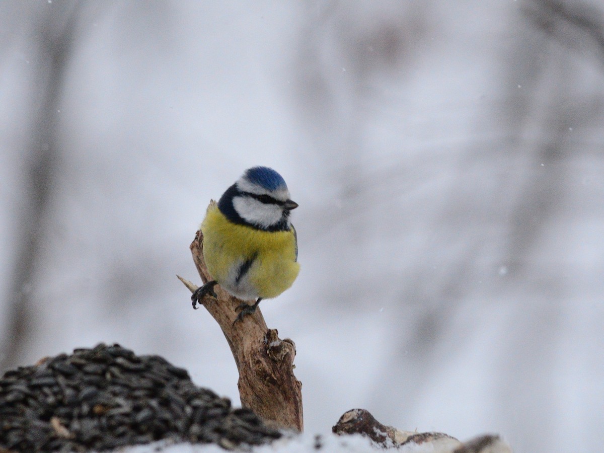 Eurasian Blue Tit - ML647680455