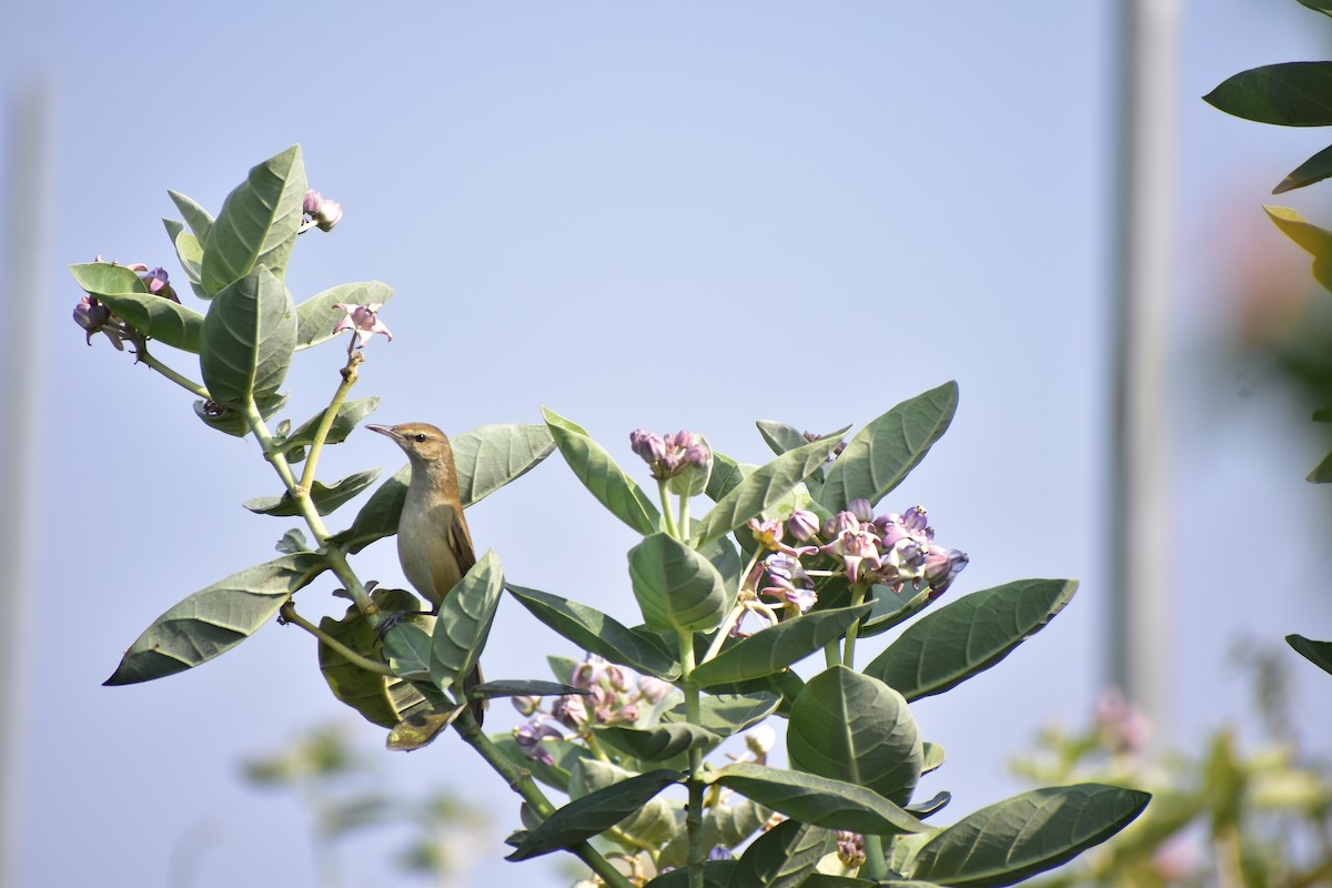 Өмнөдийн охил бялзуухай - ML647680456