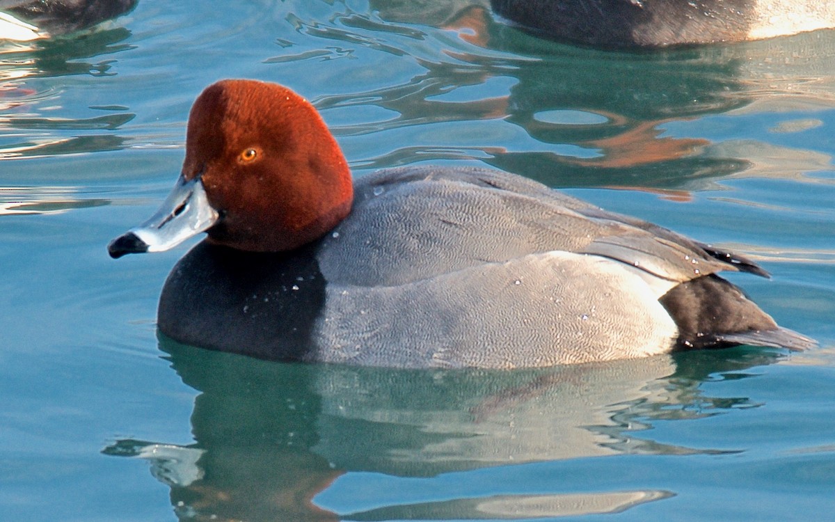 Redhead - ML647680457