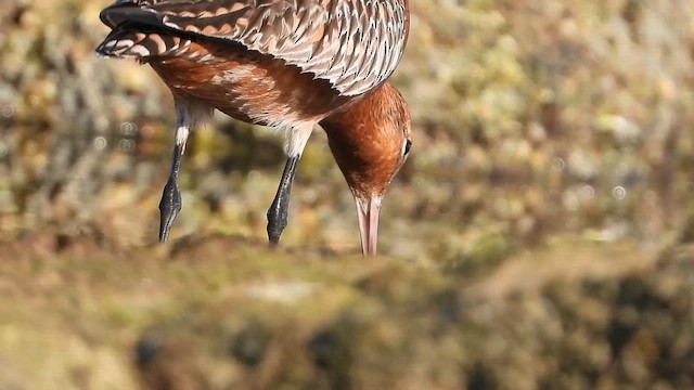 לימוזה חומת-בטן - ML647680461
