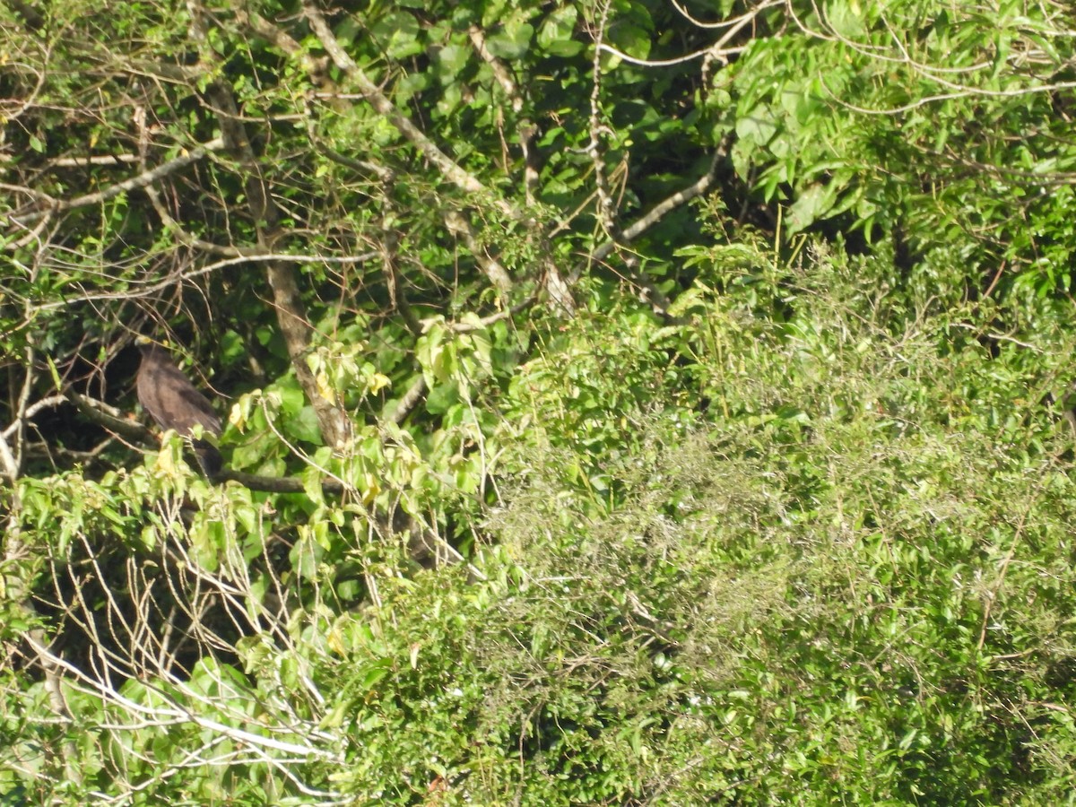 Culebrera Chiíla - ML647680464