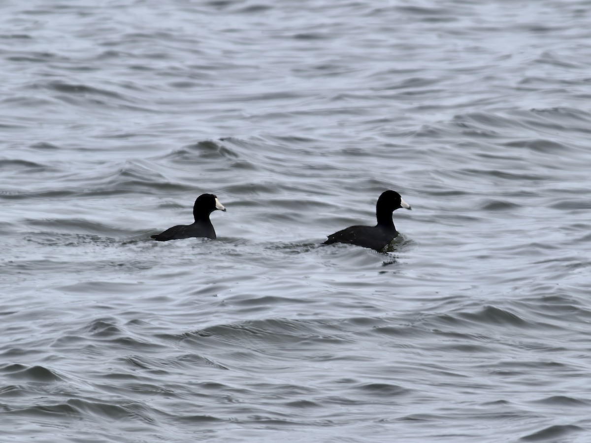 Лиска американська - ML647680468