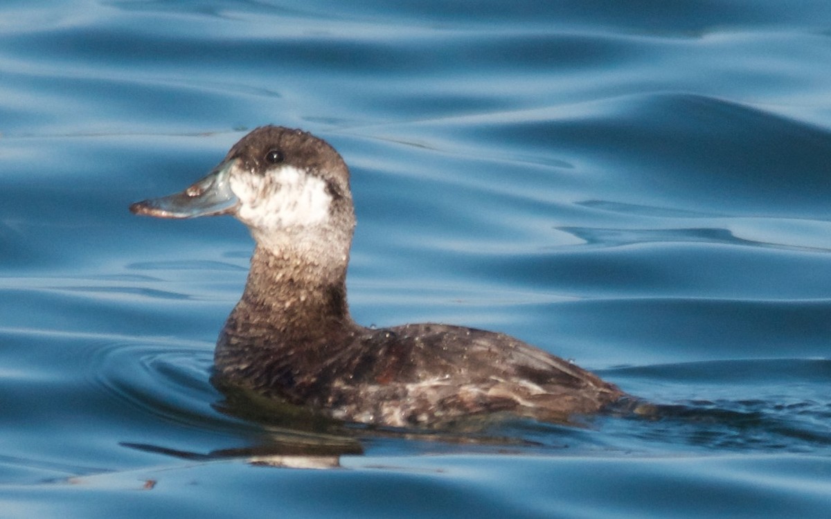 Schwarzkopf-Ruderente - ML647680481