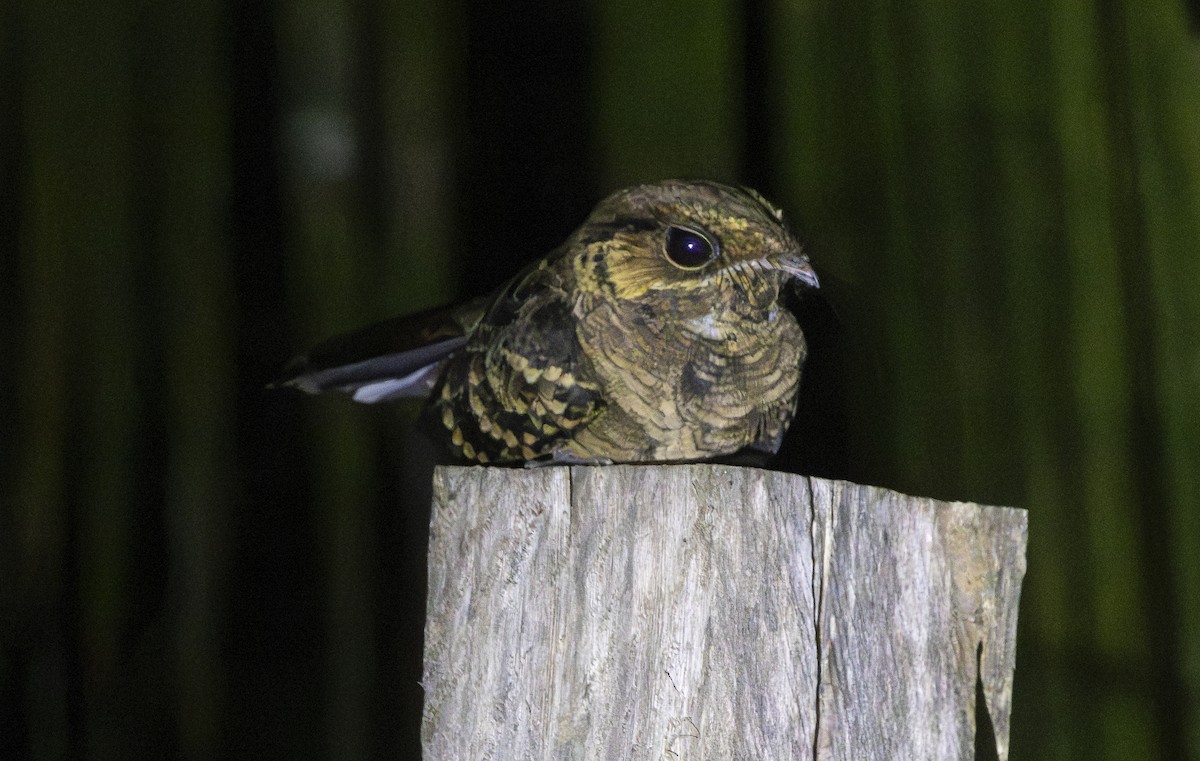 pauraquenattravn - ML647680505