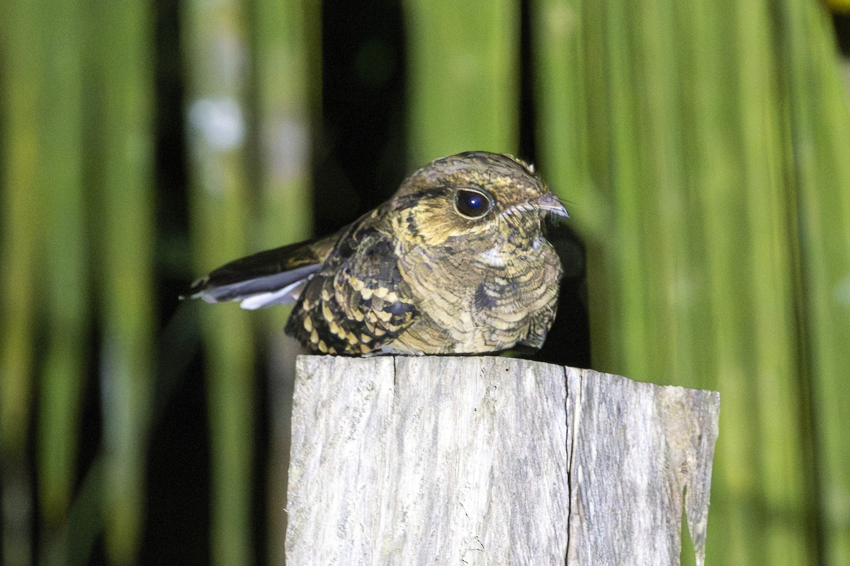 pauraquenattravn - ML647680506