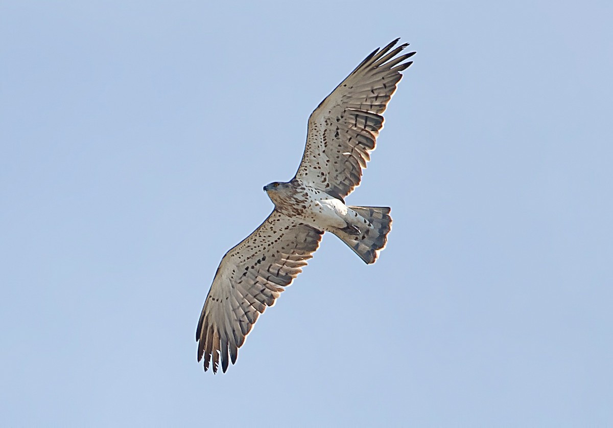 Short-toed Snake-Eagle - ML647680510