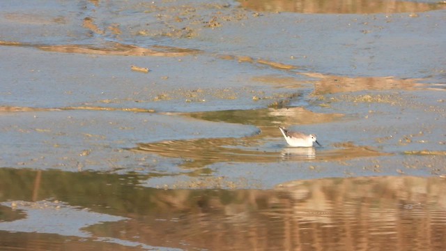 Wilson's Phalarope - ML647680514