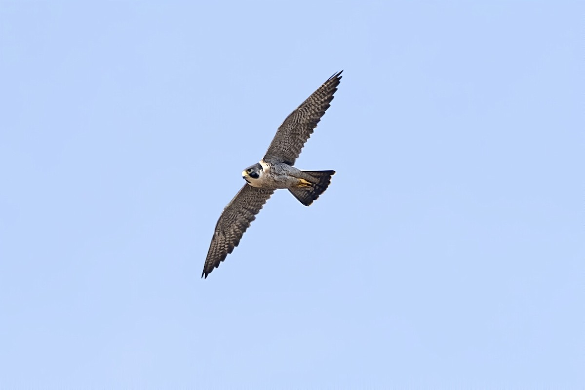Peregrine Falcon - ML647680538
