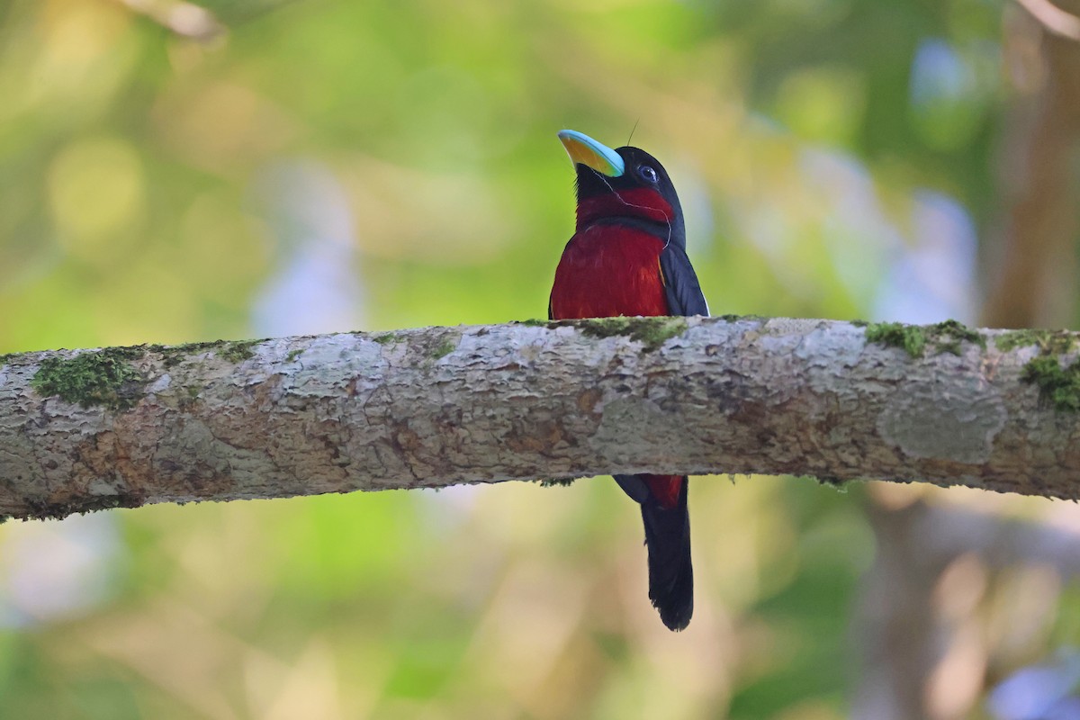 Black-and-red Broadbill - ML647680539
