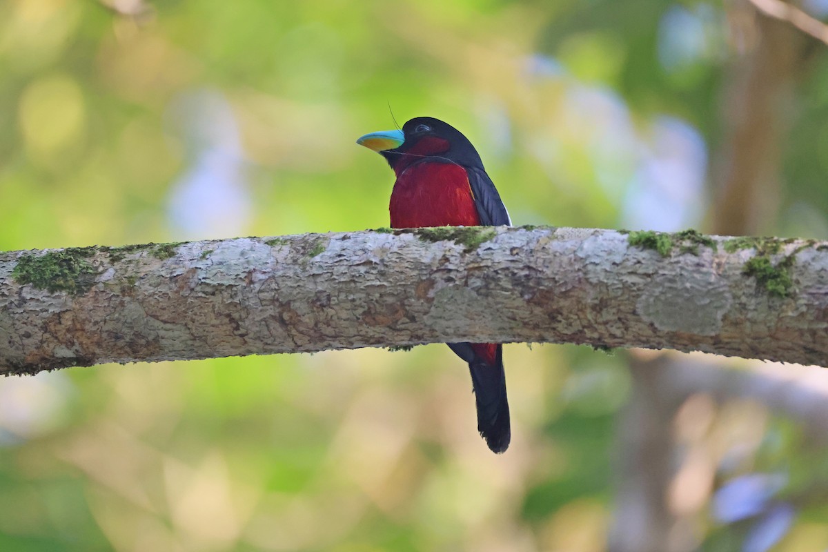 Black-and-red Broadbill - ML647680540