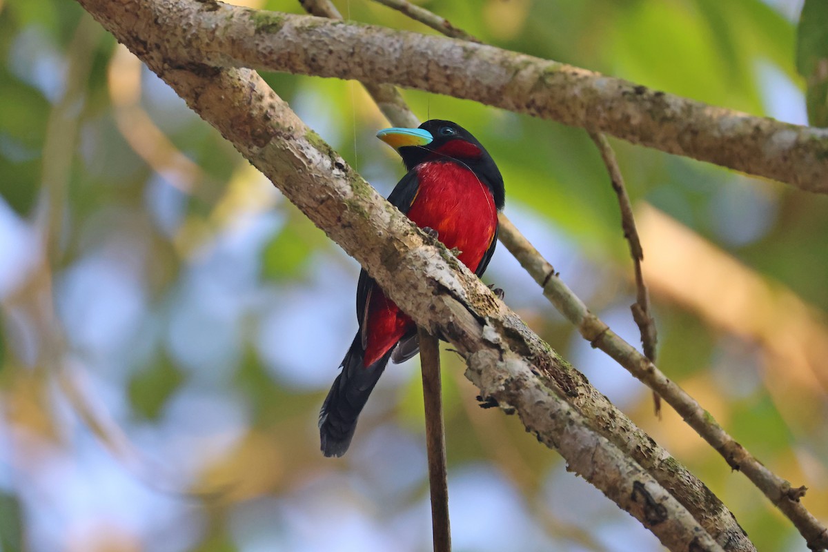 Black-and-red Broadbill - ML647680543