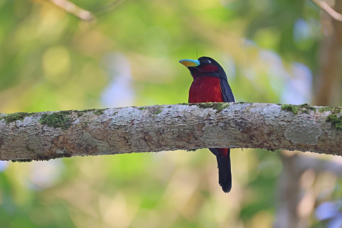 Black-and-red Broadbill - ML647680544